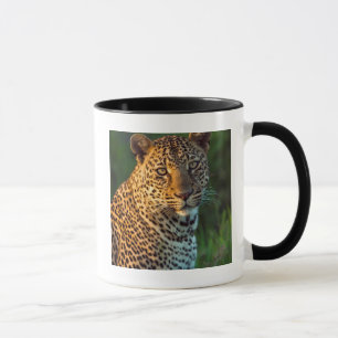 Männlicher Leopard (Panthera Pardus) ausgewachsene Tasse