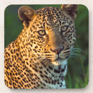 Männlicher Leopard (Panthera Pardus) ausgewachsene Untersetzer
