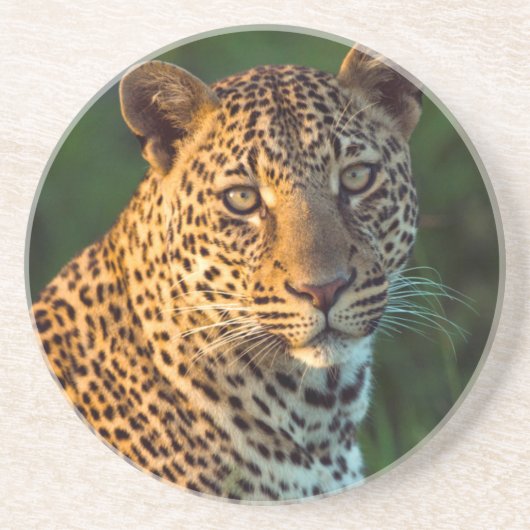 Männlicher Leopard (Panthera Pardus) ausgewachsene Untersetzer (Vorne)