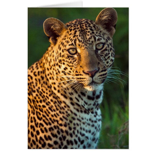 Männlicher Leopard (Panthera Pardus) Grobgrieß (Vorne)