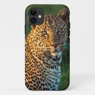 Männlicher Leopard (Panthera Pardus) Grobgrieß Case-Mate iPhone Hülle