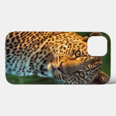 Männlicher Leopard (Panthera Pardus) Grobgrieß Case-Mate iPhone Hülle (Rückseite (Horizontal))