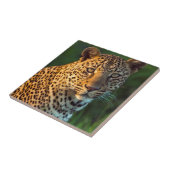 Männlicher Leopard (Panthera Pardus) Grobgrieß Fliese (Seite)