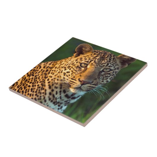 Männlicher Leopard (Panthera Pardus) Grobgrieß Fliese (Seite)