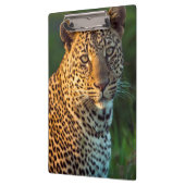 Männlicher Leopard (Panthera Pardus) Grobgrieß Klemmbrett (Links)