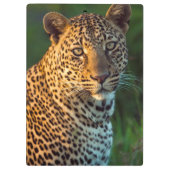 Männlicher Leopard (Panthera Pardus) Grobgrieß Klemmbrett (Rückseite)