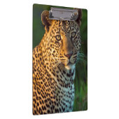 Männlicher Leopard (Panthera Pardus) Grobgrieß Klemmbrett (Rechts)