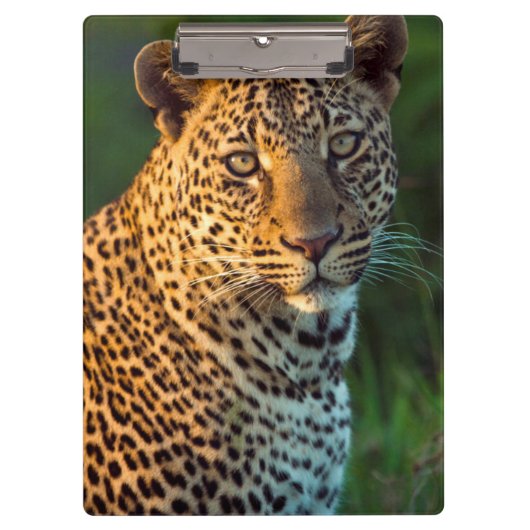 Männlicher Leopard (Panthera Pardus) Grobgrieß Klemmbrett (Vorderseite)