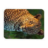 Männlicher Leopard (Panthera Pardus) Grobgrieß Magnet (Horizontal)