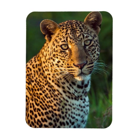 Männlicher Leopard (Panthera Pardus) Grobgrieß Magnet (Vertikal)