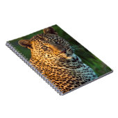 Männlicher Leopard (Panthera Pardus) Grobgrieß Notizblock (Rechte Seite)