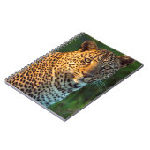 Männlicher Leopard (Panthera Pardus) Grobgrieß Notizblock (Linke Seite)