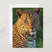Männlicher Leopard (Panthera Pardus) Grobgrieß Postkarte (Vorne/Hinten)