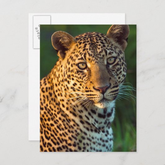 Männlicher Leopard (Panthera Pardus) Grobgrieß Postkarte (Vorne/Hinten)