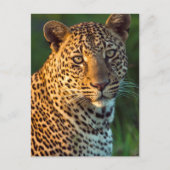 Männlicher Leopard (Panthera Pardus) Grobgrieß Postkarte (Vorderseite)