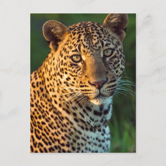 Männlicher Leopard (Panthera Pardus) Grobgrieß Postkarte (Vorderseite)