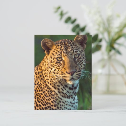 Männlicher Leopard (Panthera Pardus) Grobgrieß Postkarte (Stehend Vorderseite)