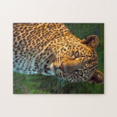 Männlicher Leopard (Panthera Pardus) Grobgrieß Puzzle (Horizontal)