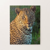 Männlicher Leopard (Panthera Pardus) Grobgrieß Puzzle (Vertikal)