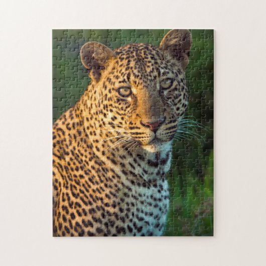 Männlicher Leopard (Panthera Pardus) Grobgrieß Puzzle (Vertikal)