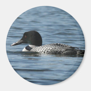Männlicher Loon Magnet