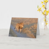 MÄNNLICHER LÖWE AUF DER SUCHT KARTE (Gelbe Blume)