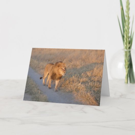 MÄNNLICHER LÖWE AUF DER SUCHT KARTE (Vorderseite)