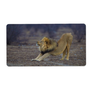 Männlicher Löwe, der Panthera-Löwe-Yoga ausdehn