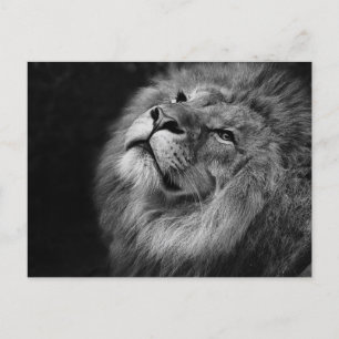 Männlicher Löwe in Schwarz-Weiß-Nah-up-Foto Postkarte