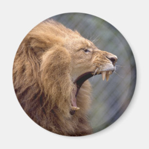 Männlicher Löwe Magnet