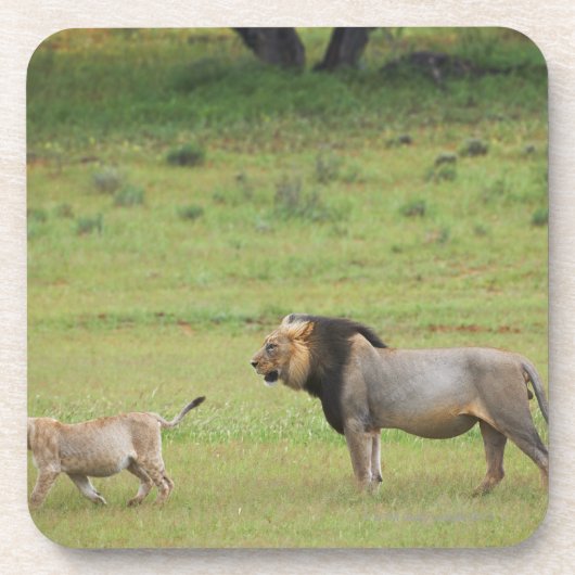 männlicher Löwe mit Jungem, Panthera Löwe, Untersetzer (Vorderseite)