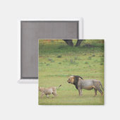 männlicher Löwe mit Sack, Panthera leo, Kgalagadi Magnet (Vorderseite/Rückseite)