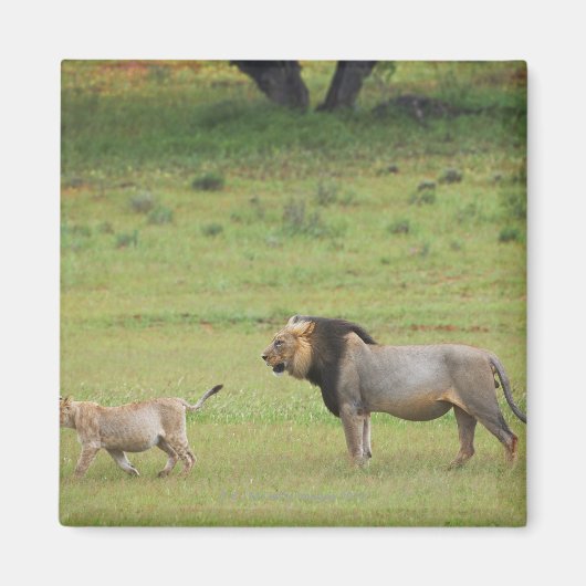 männlicher Löwe mit Sack, Panthera leo, Kgalagadi Magnet (Vorne)
