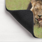 männlicher Löwe, Panthera leo, der sich selbst put Mousepad (Ecke)