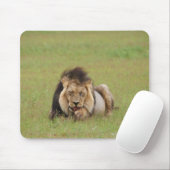 männlicher Löwe, Panthera leo, der sich selbst put Mousepad (Mit Mouse)