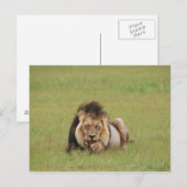 männlicher Löwe, Panthera leo, der sich selbst put Postkarte (Vorne/Hinten)