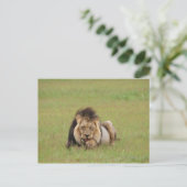 männlicher Löwe, Panthera leo, der sich selbst put Postkarte (Stehend Vorderseite)