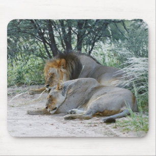 männlicher Löwe Schlafens und Löwin, Panthera Mousepad