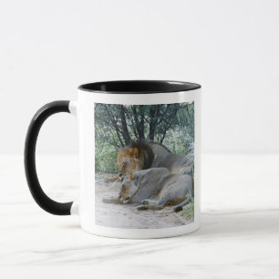 männlicher Löwe Schlafens und Löwin, Panthera Tasse
