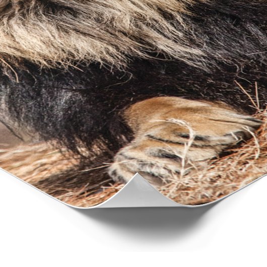 Männlicher Löwe Sonnenbaden Poster (Ecke)