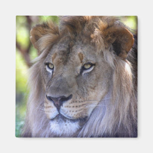 Männlicher Löwenkopf Magnet