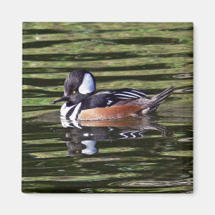 Männlicher mit Kapuze Merganser Magnet