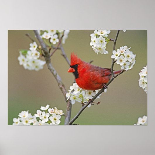 Männlicher nördlicher Kardinal unter Birnen Poster (Vorne)