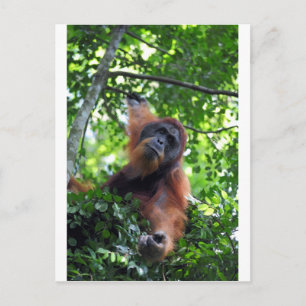 Männlicher Orang-Utan im Nest des Sumatra-Regenwal Postkarte