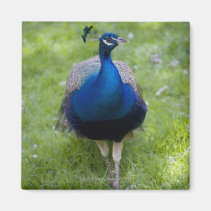 Männlicher Pfau (Pavo cristatus) Magnet