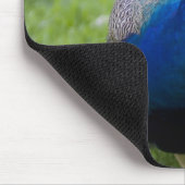 Männlicher Pfau (Pavo cristatus) Mousepad (Ecke)