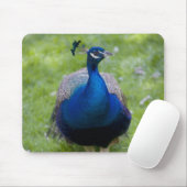 Männlicher Pfau (Pavo cristatus) Mousepad (Mit Mouse)