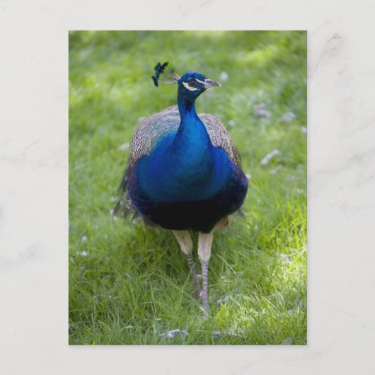 Männlicher Pfau (Pavo cristatus) Postkarte (Vorderseite)