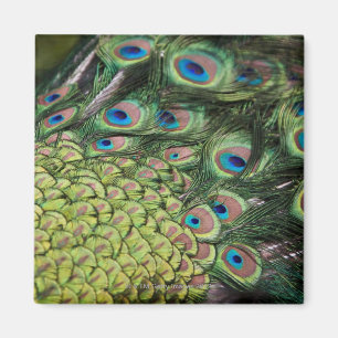 Männlicher Pfau (Pavo cristatus) Schwanz anzeigen Magnet