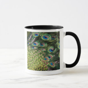 Männlicher Pfau (Pavo cristatus) Schwanz anzeigen Tasse